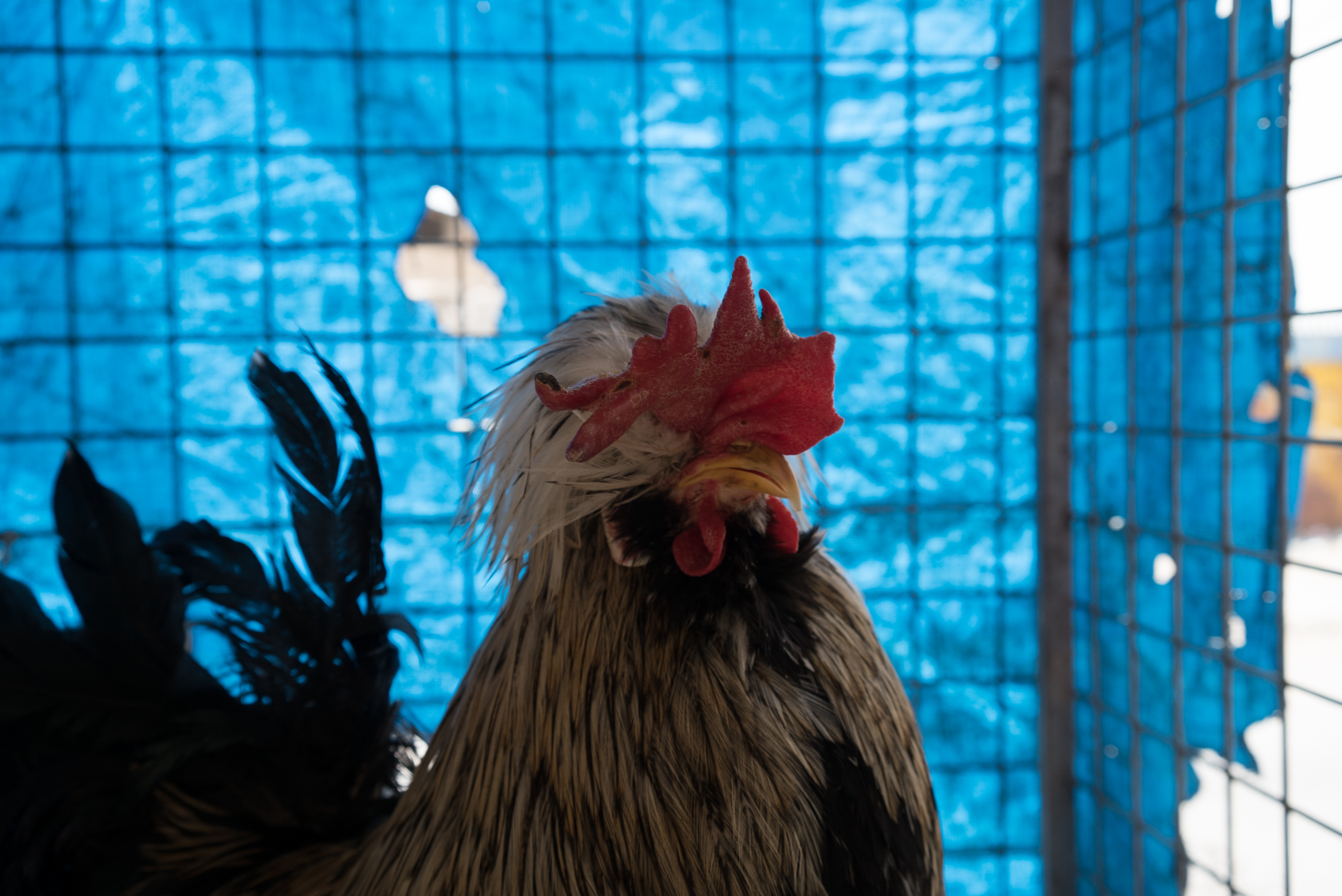 Erbil market for birds and animals, Erbil, Kurdistan Region, June 4, 2016. (Photo: Kurdistan24/Alexandre Afonso)